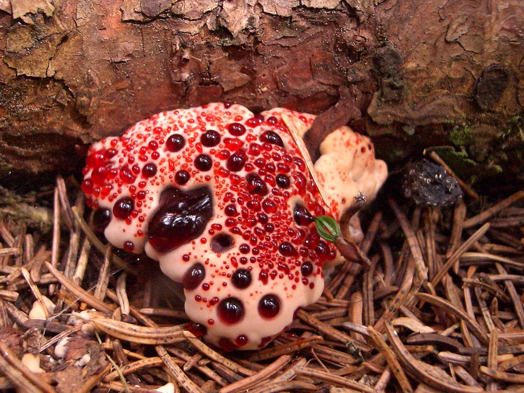 Bleeding Tooth Fungus