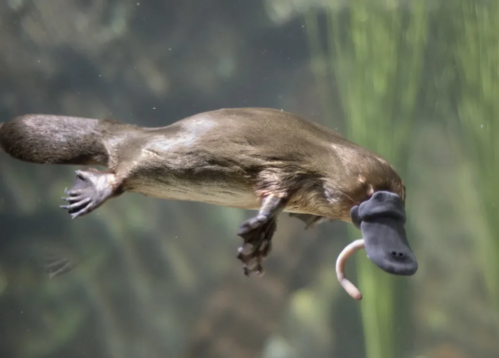 Platypus