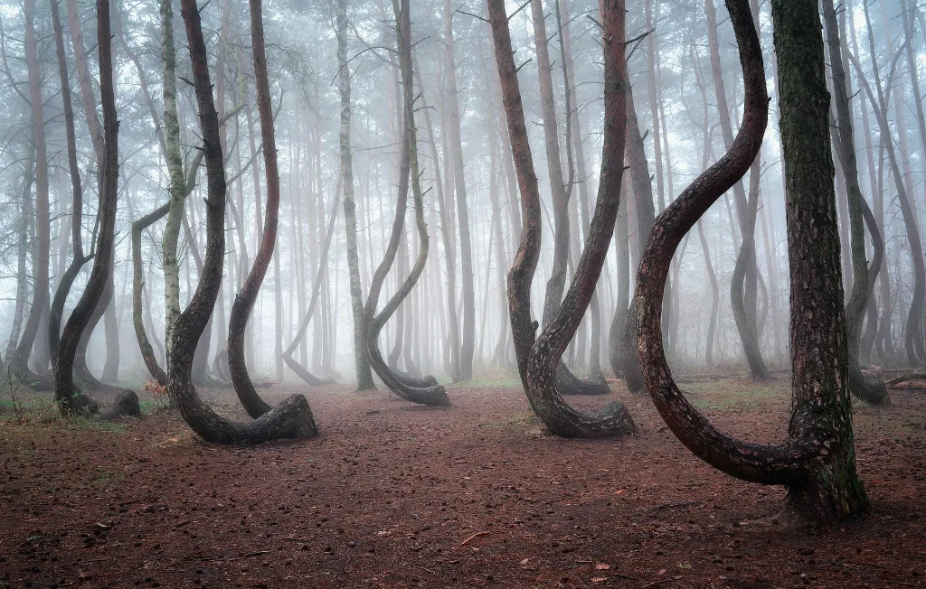 The Crooked Forest