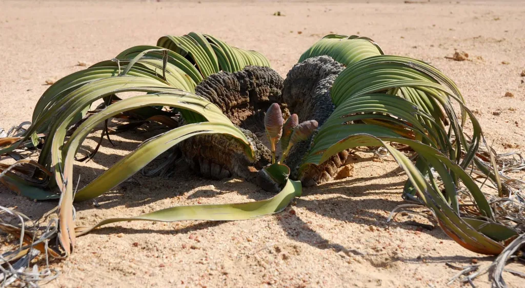 Welwitschia