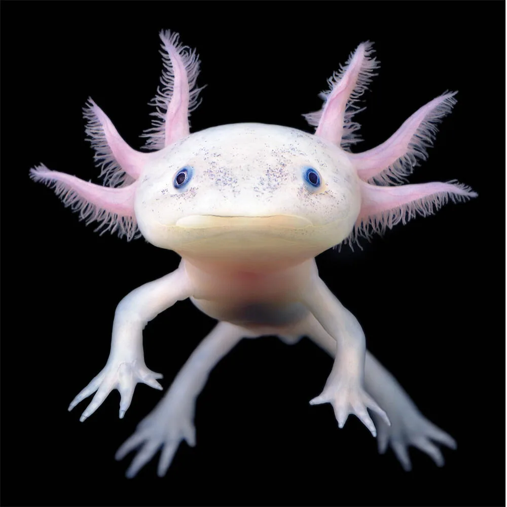 axolotl