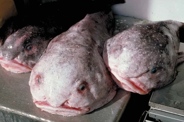 Blobfish