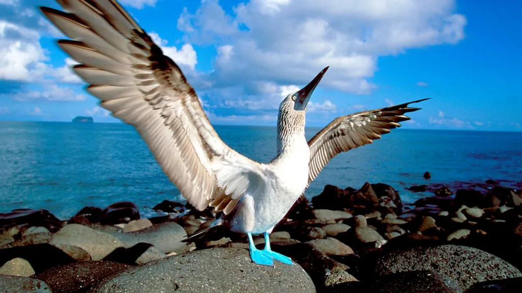 blue footed booby