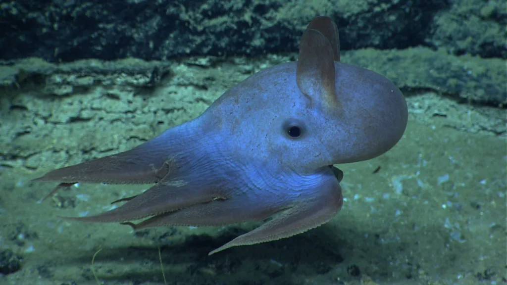 dumbo octopus