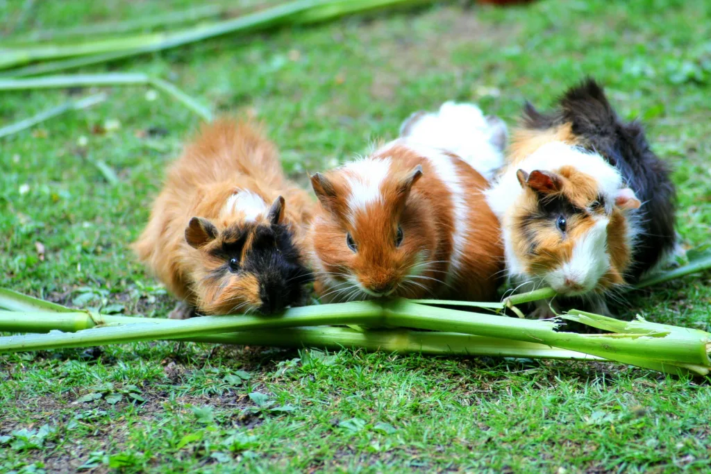 guinea pigs