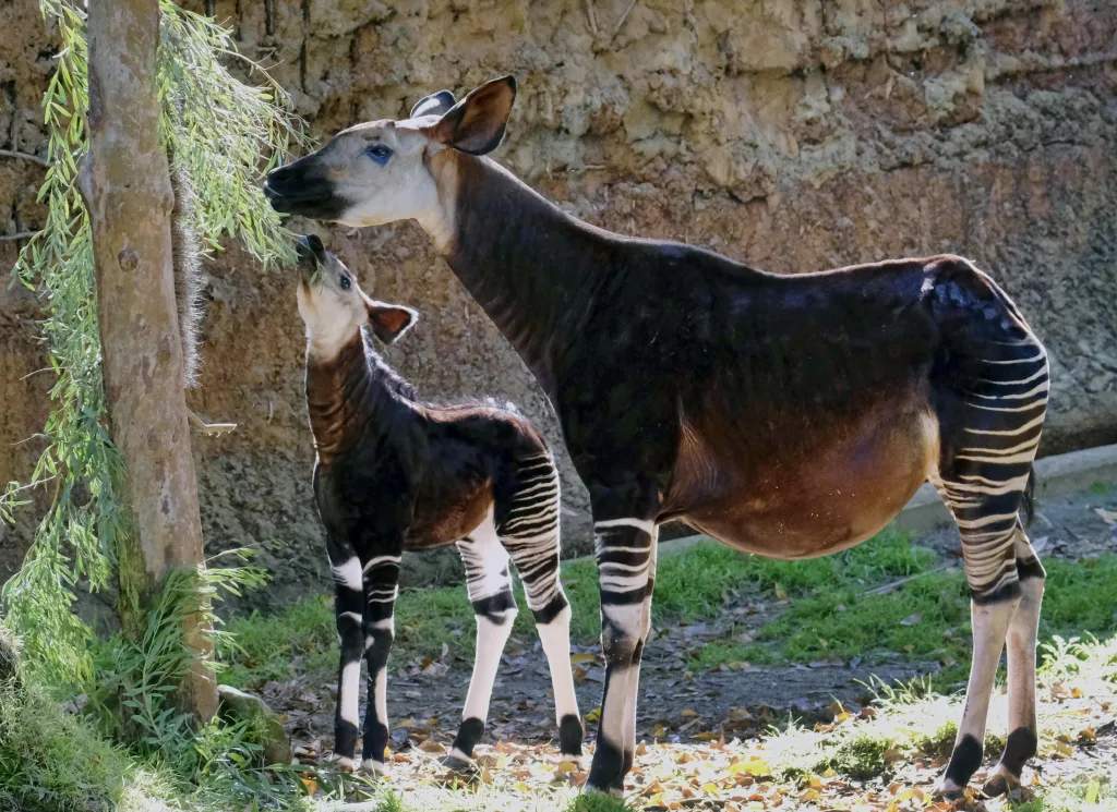 okapi