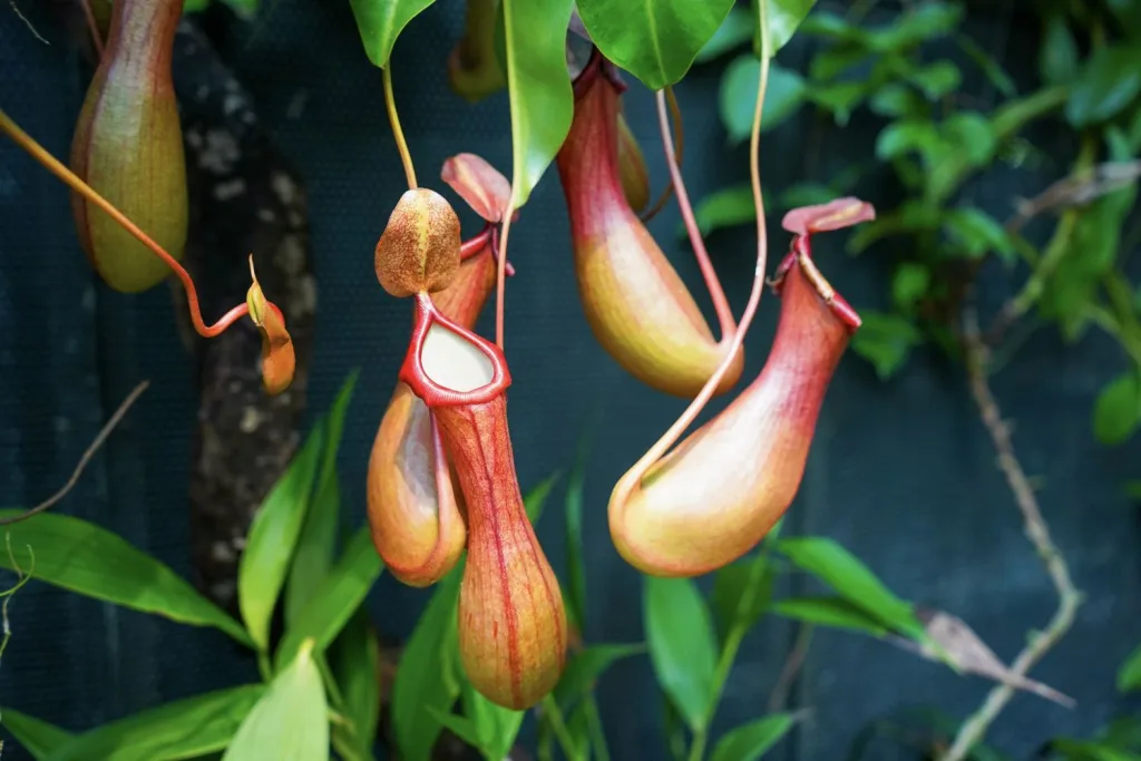 pitcher plants