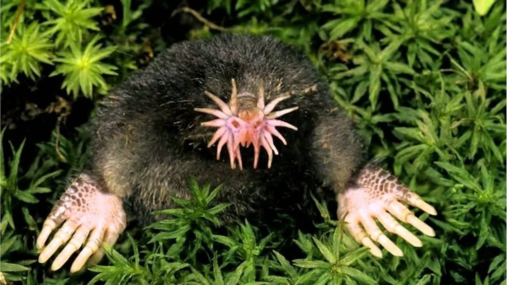 star nosed mole