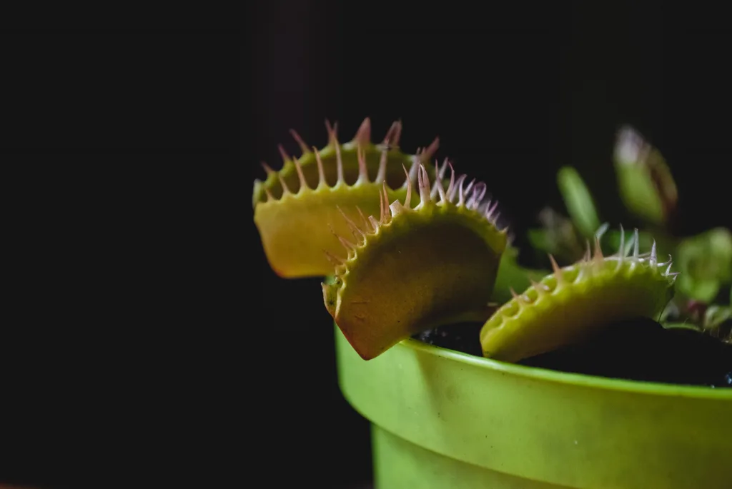 venus flytrap